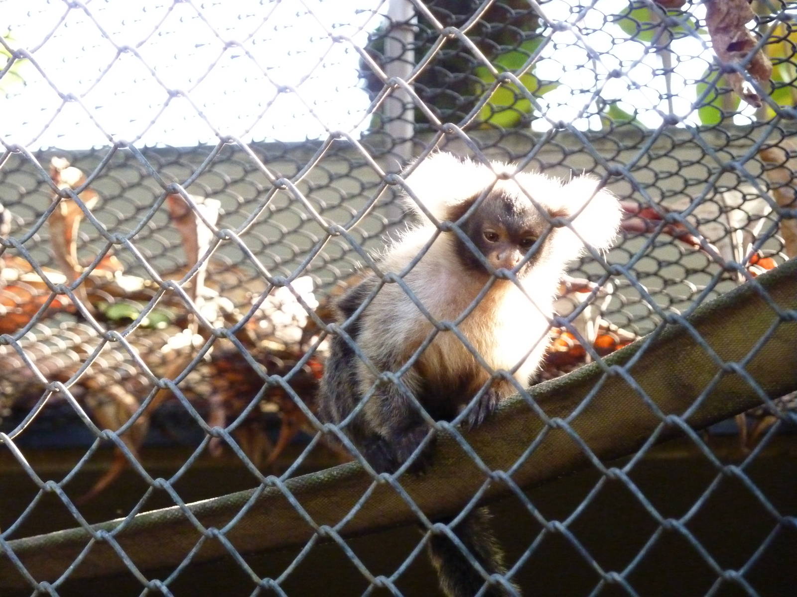 Santarem marmoset