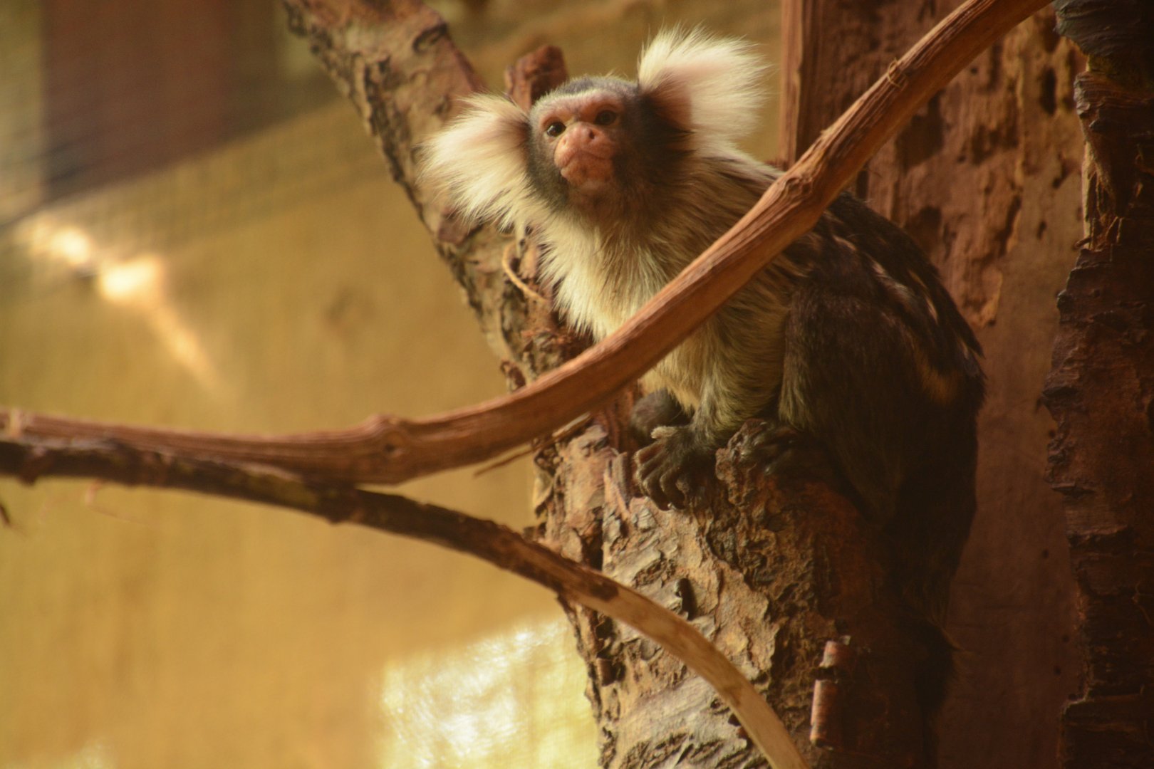 Santarem Marmoset