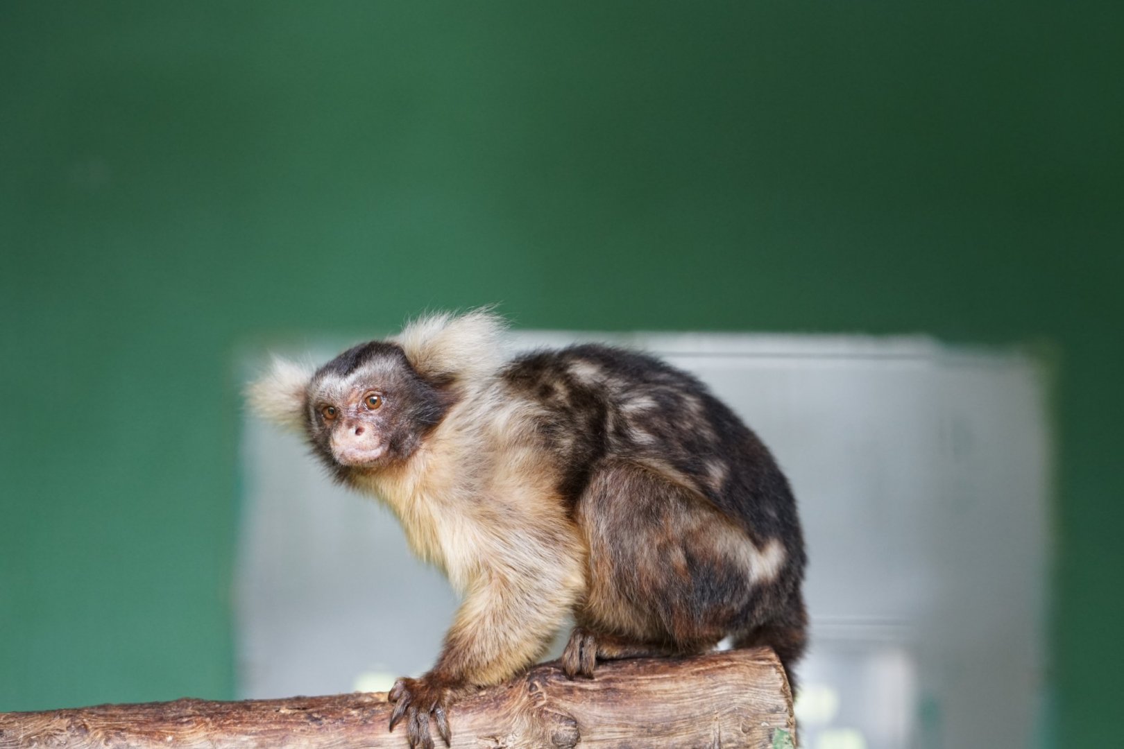 Santarem Marmoset