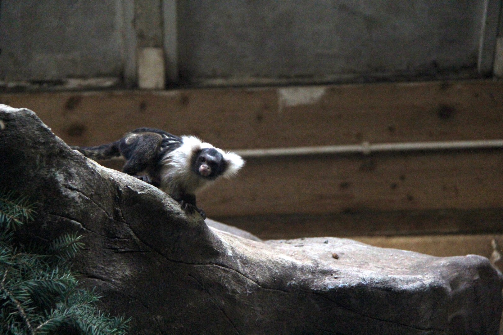 Santarem or black and white tassel-ear marmoset (Mico humeralifer)