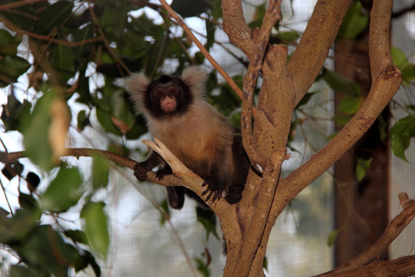 Santarem or black and white tassel-ear marmoset (Mico humeralifer)