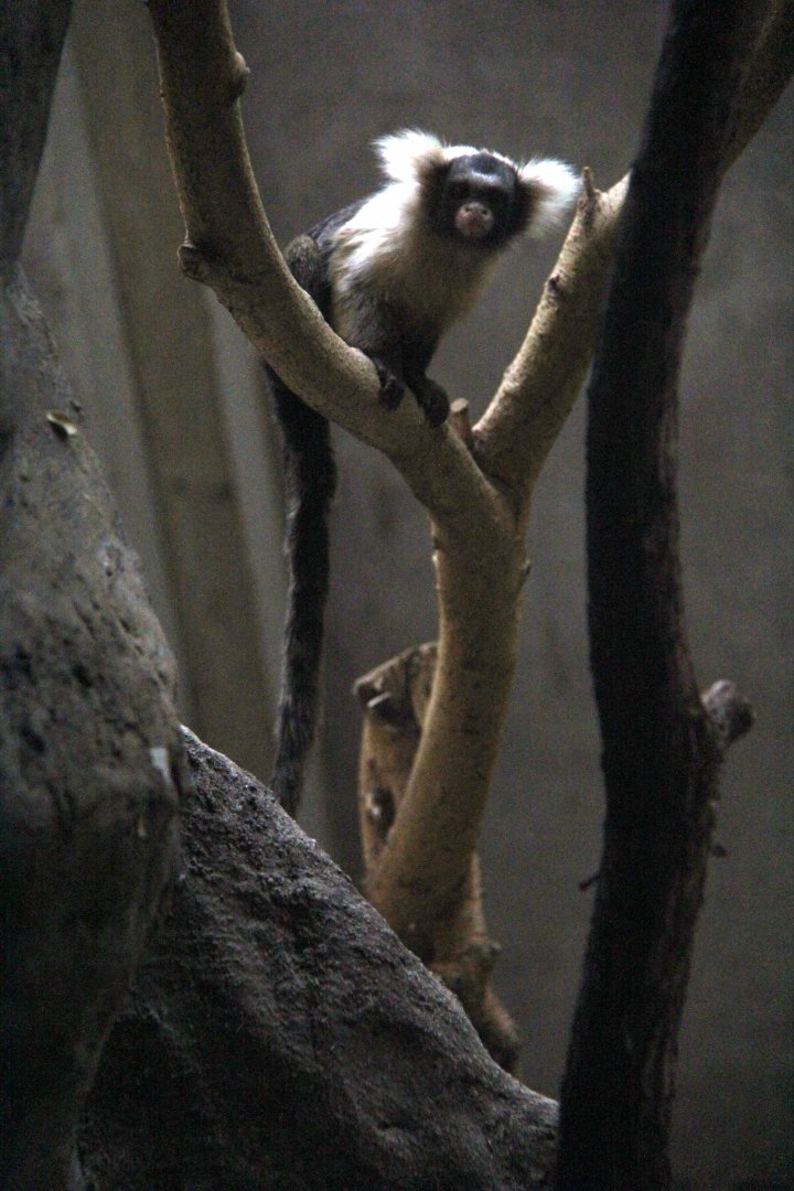 Santarem or black and white tassel-ear marmoset (Mico humeralifer)