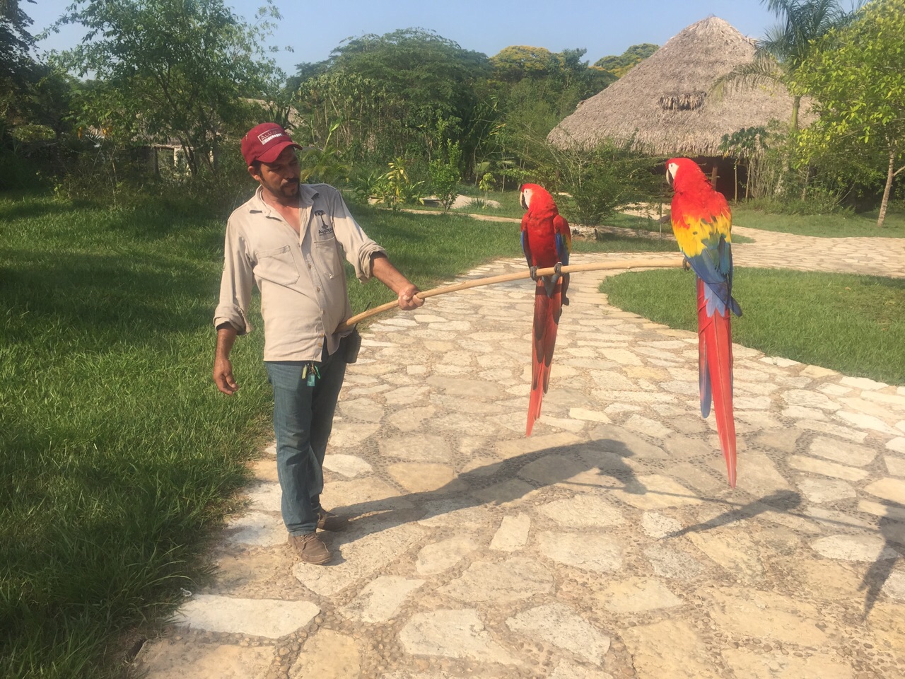 Santiago con sus guacamayas