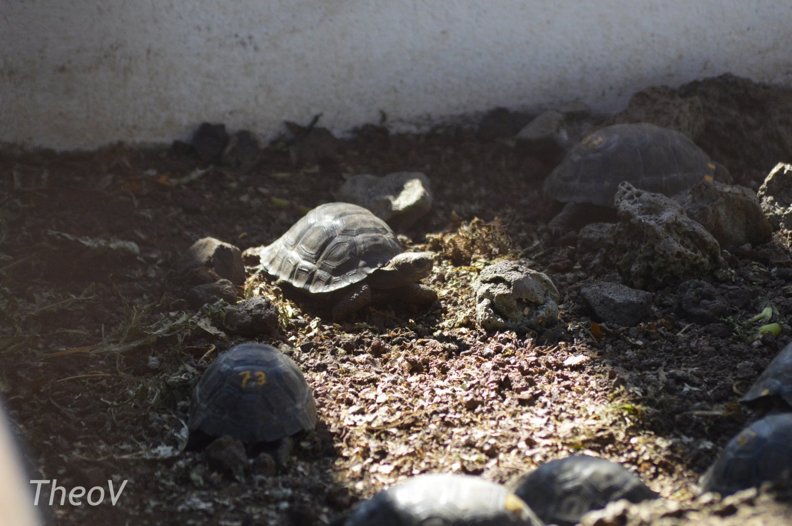 Santiago Island giant tortoise [2019]