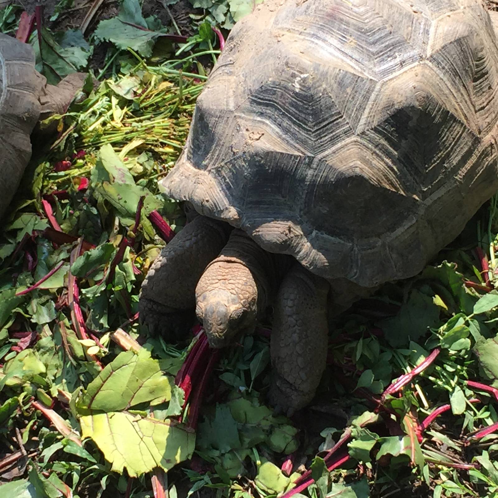 Santiago the Aldabra