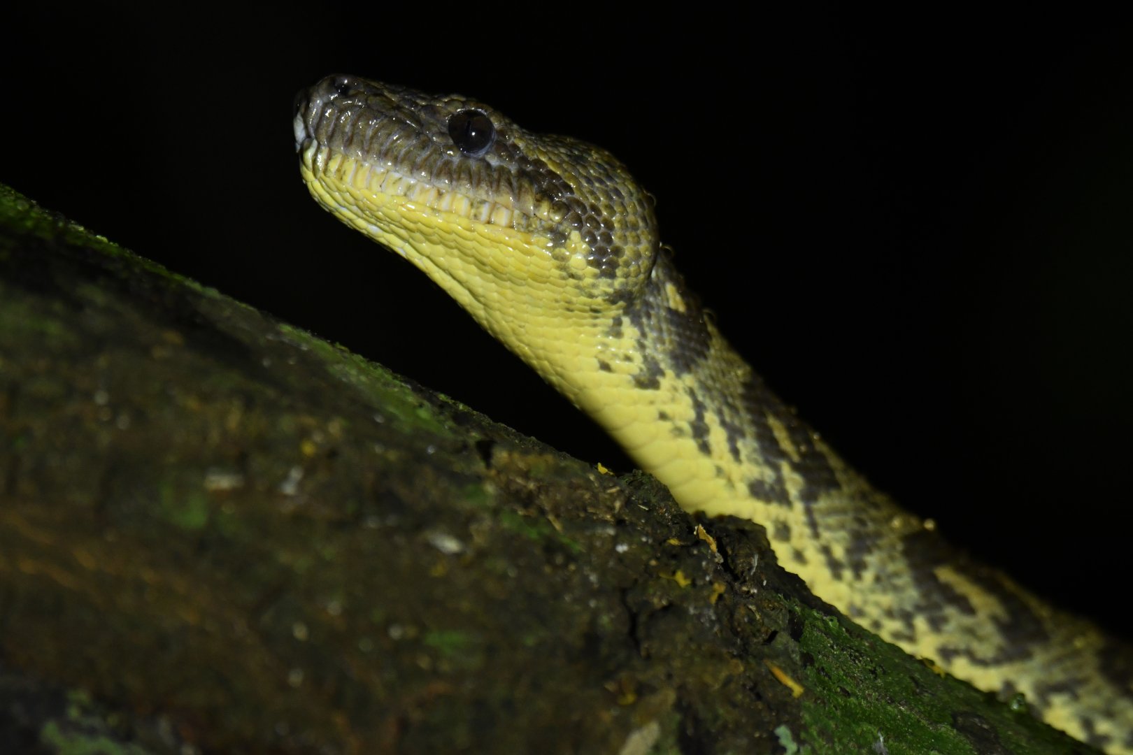 Sanzinia madagascariensis or volontany ?