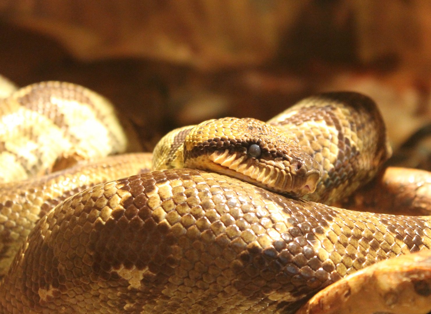 Sanzinia madagascariensis