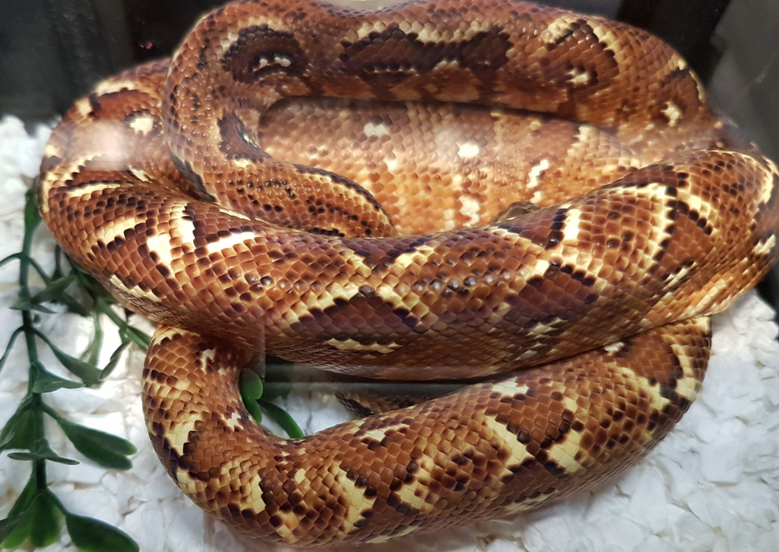 Sanzinia madagascariensis