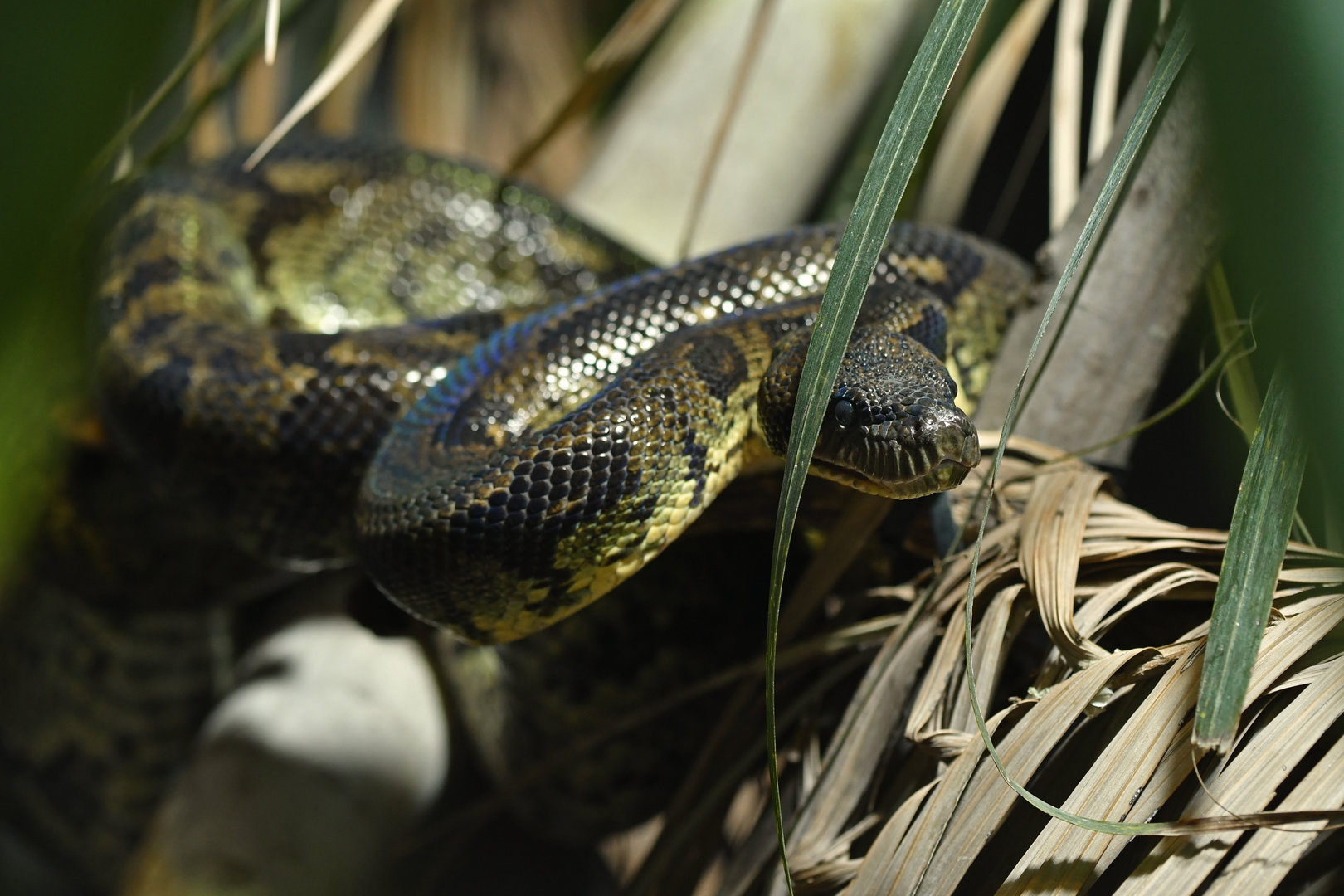 Sanzinia madagascariensis