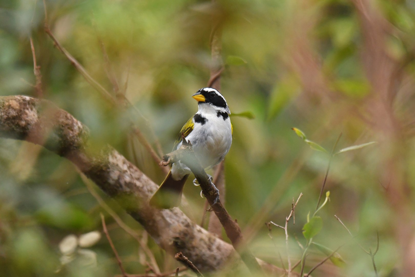 São Francisco Sparrow Arremon franciscanus