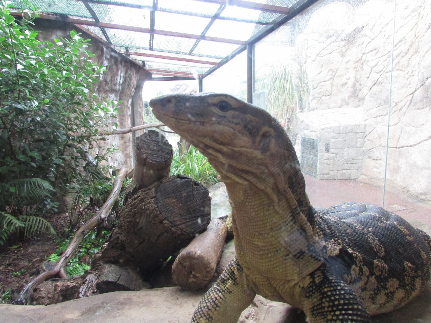 São Paulo aquarium - Asian water monitor