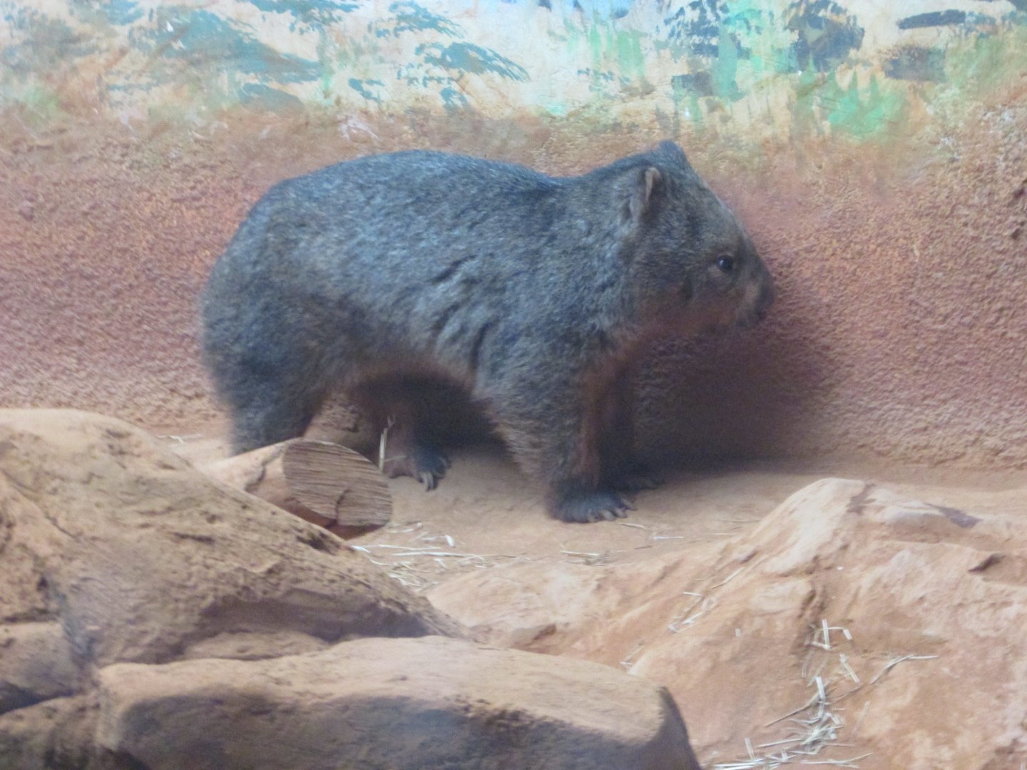 São Paulo aquarium - Common wombat