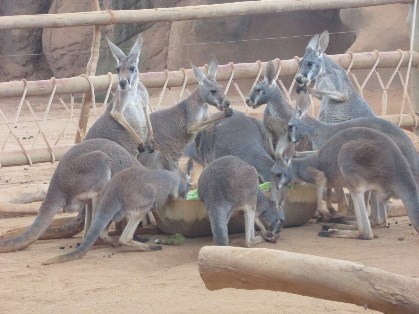 São Paulo aquarium - Female red kangaroos