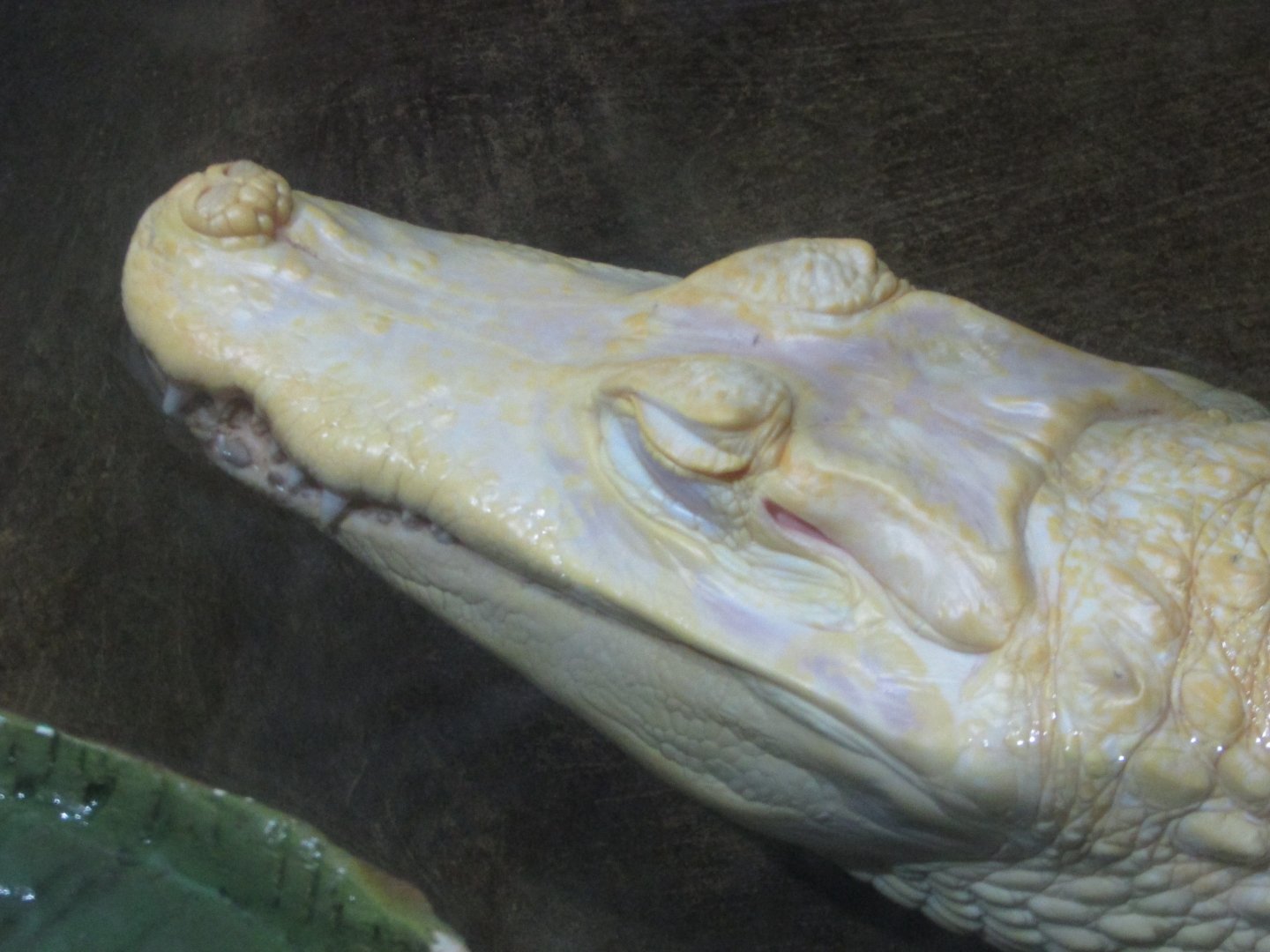 São Paulo aquarium - Leucistic yacare caiman