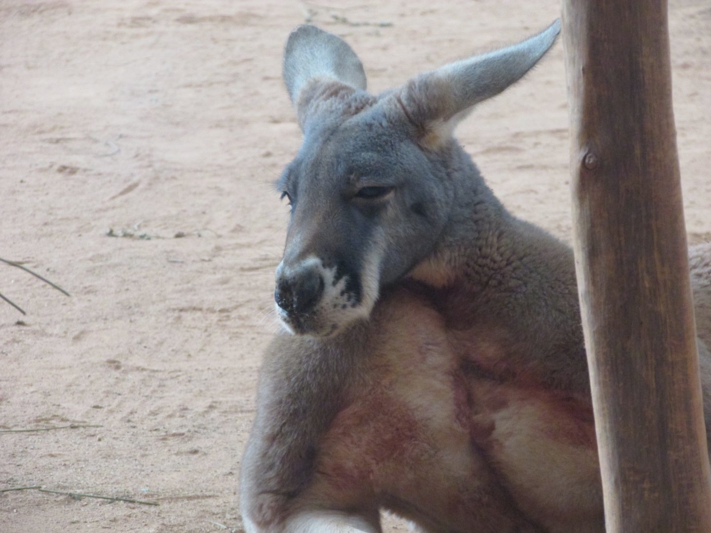São Paulo aquarium - Male red kangaroo