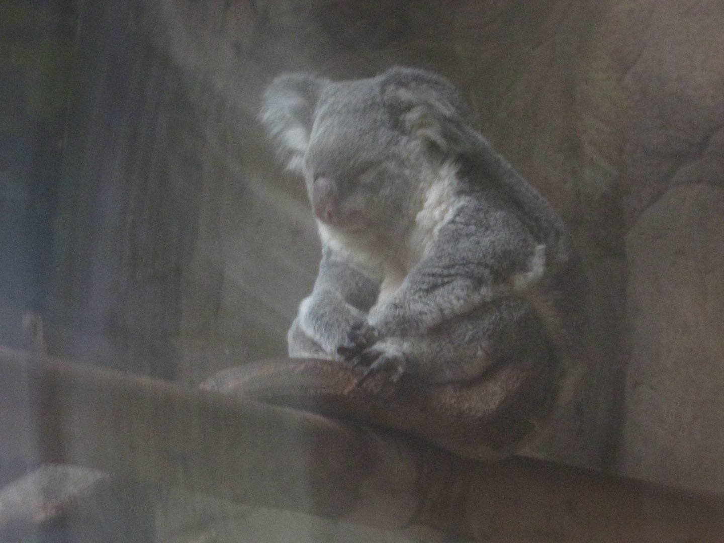 São Paulo aquarium - Queensland Koala