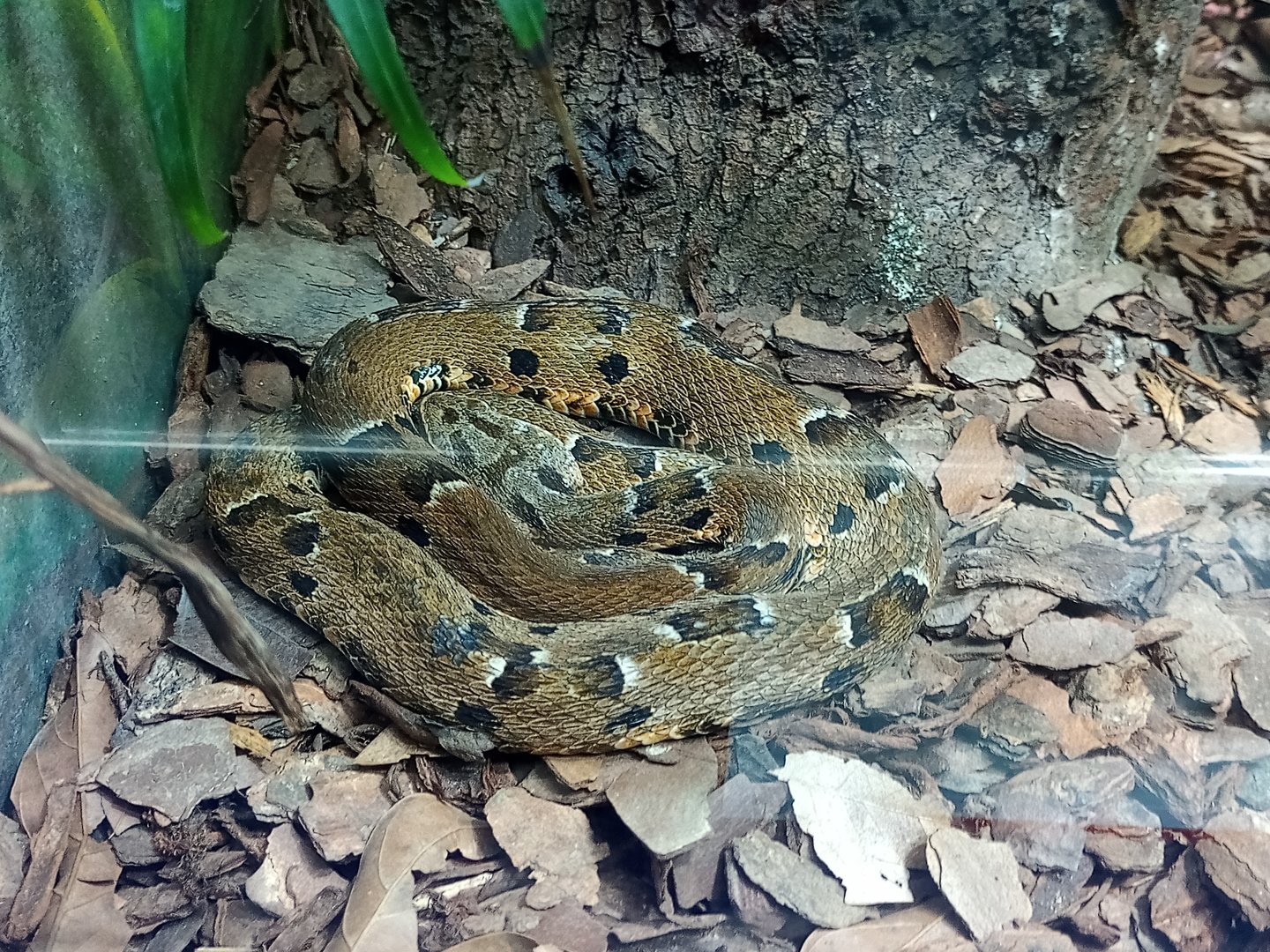 São Paulo lancehead ( bothrops pauloensis )