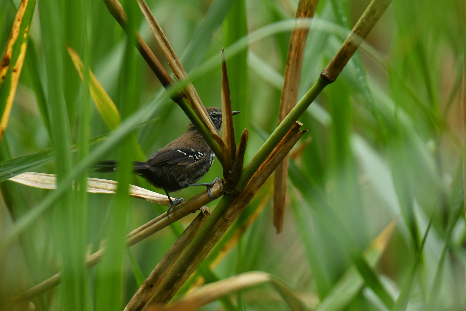 São Paulo Marsh Antwren (Formicivora paludicola)