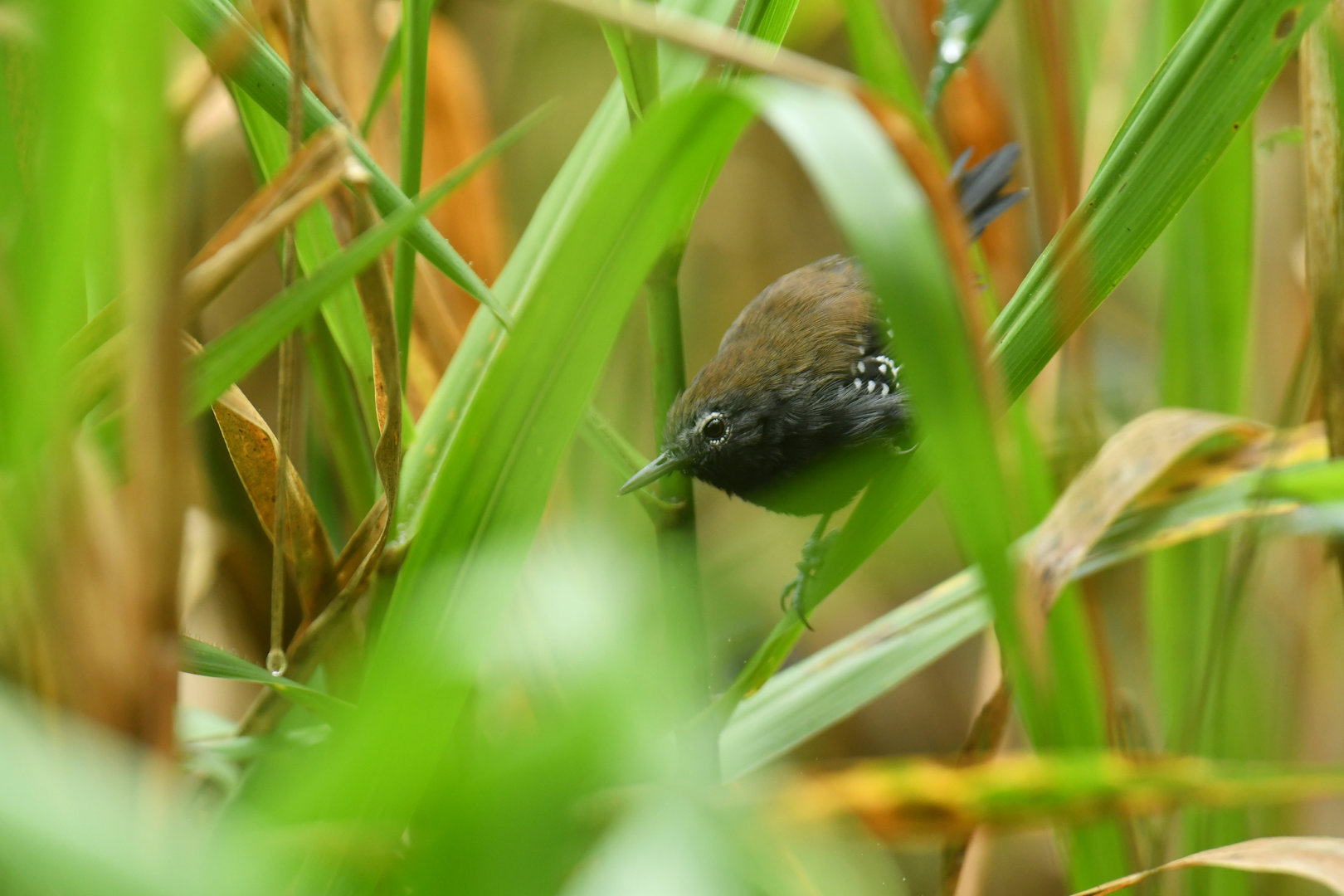 São Paulo Marsh Antwren (Formicivora paludicola)