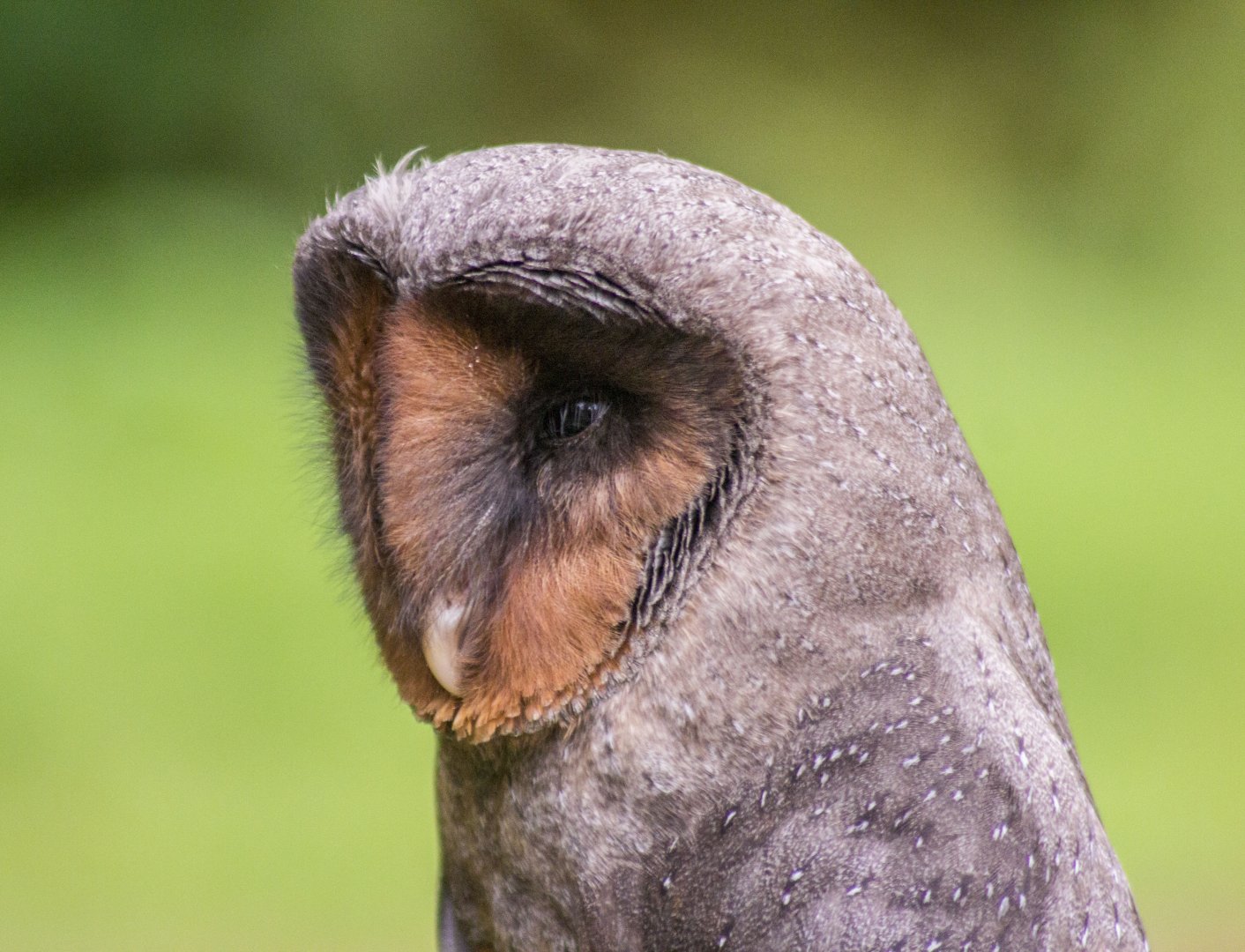 São Tomé Barn Owl, Tyto thomensis