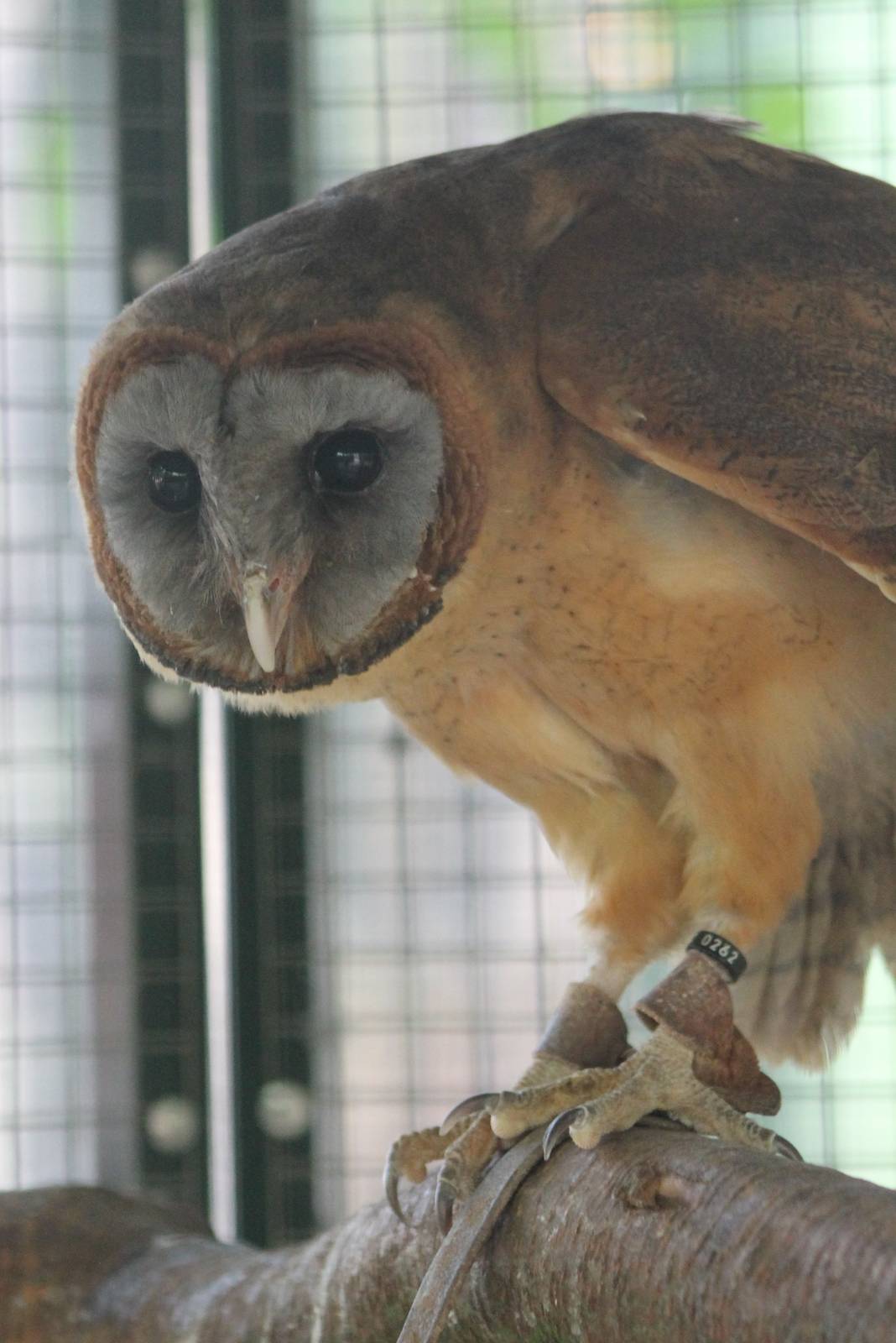 Sao Tome barn owl