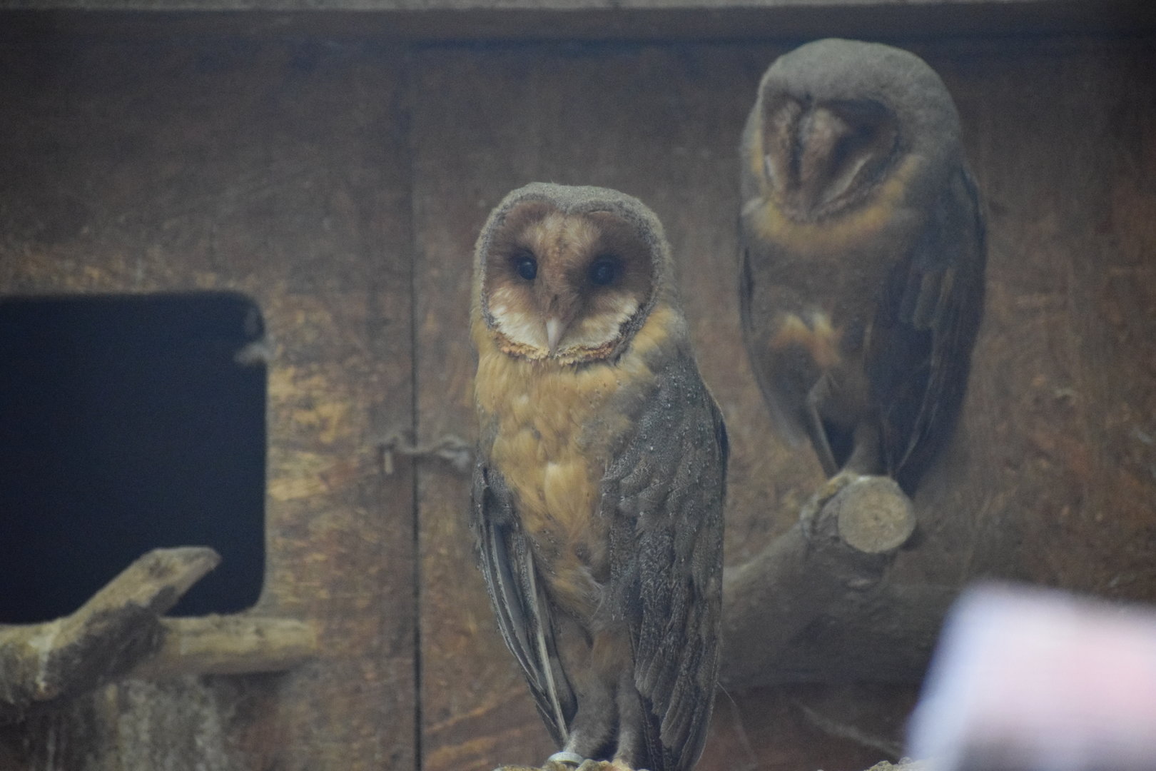 Säo Tomé Barn Owl