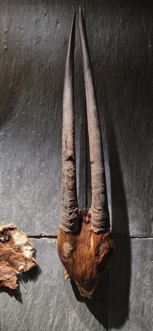 Saola Horns, Zoologisk Museum  København