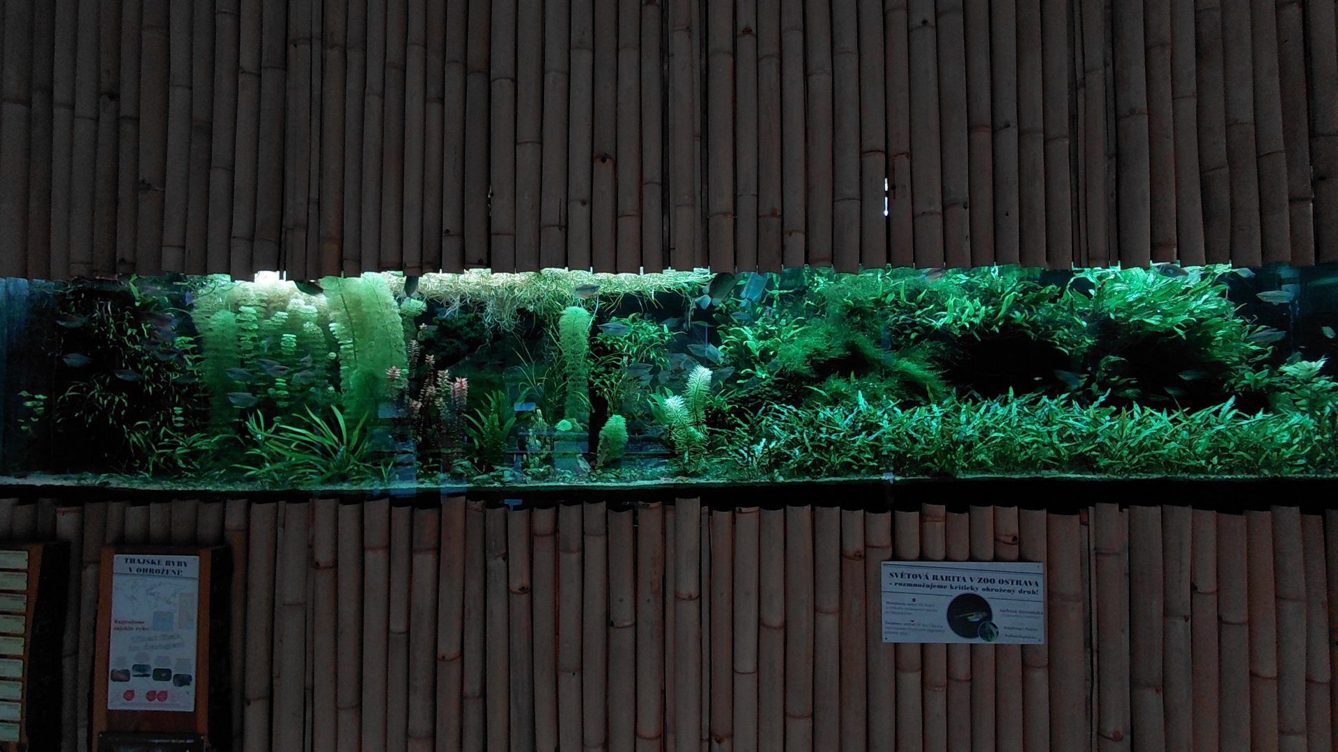 Saola restaurant - aquarium