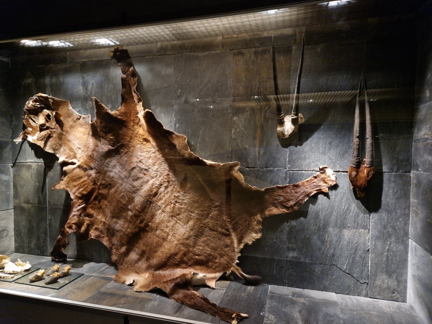 Saola Skin, Hooves and Horns