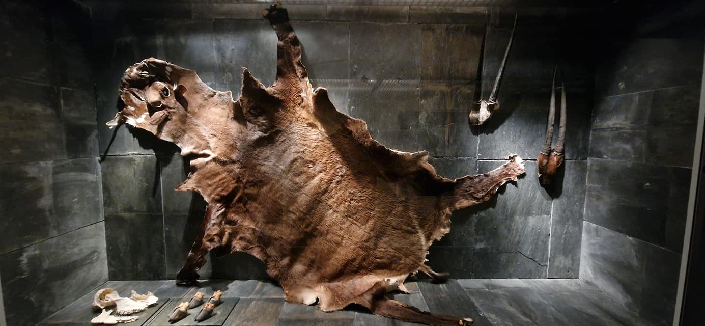 Saola Skin, Zoologisk Museum  København