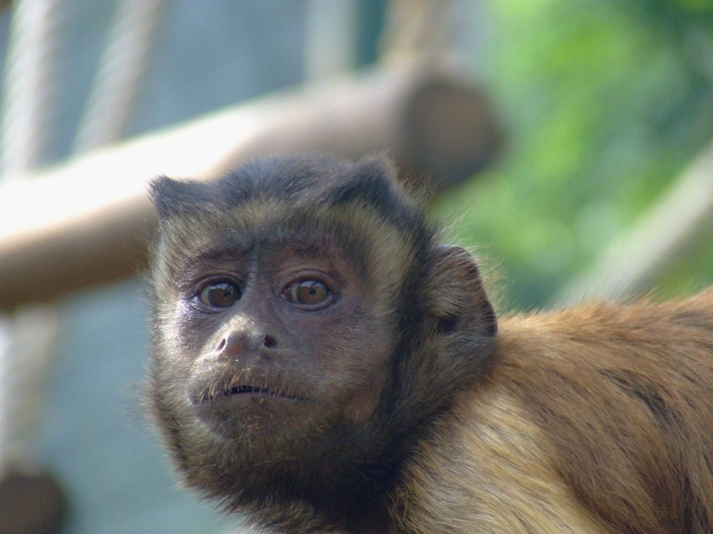 Sapajou apelle (cebus apella apella)