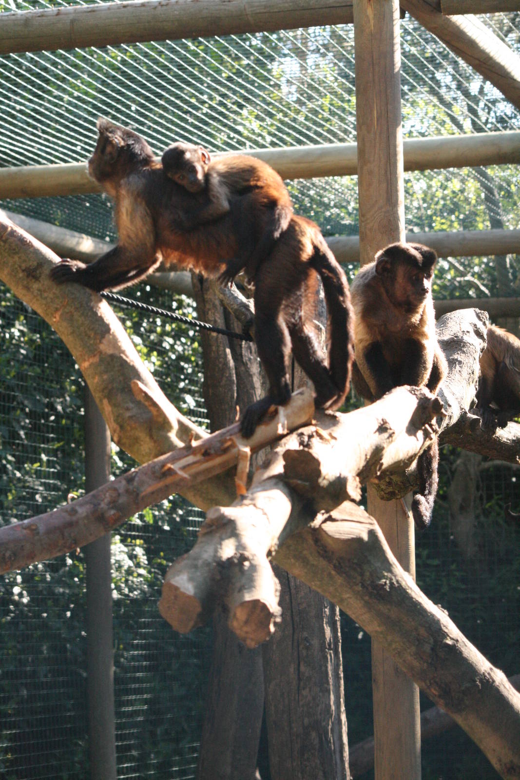 Sapajus apella family