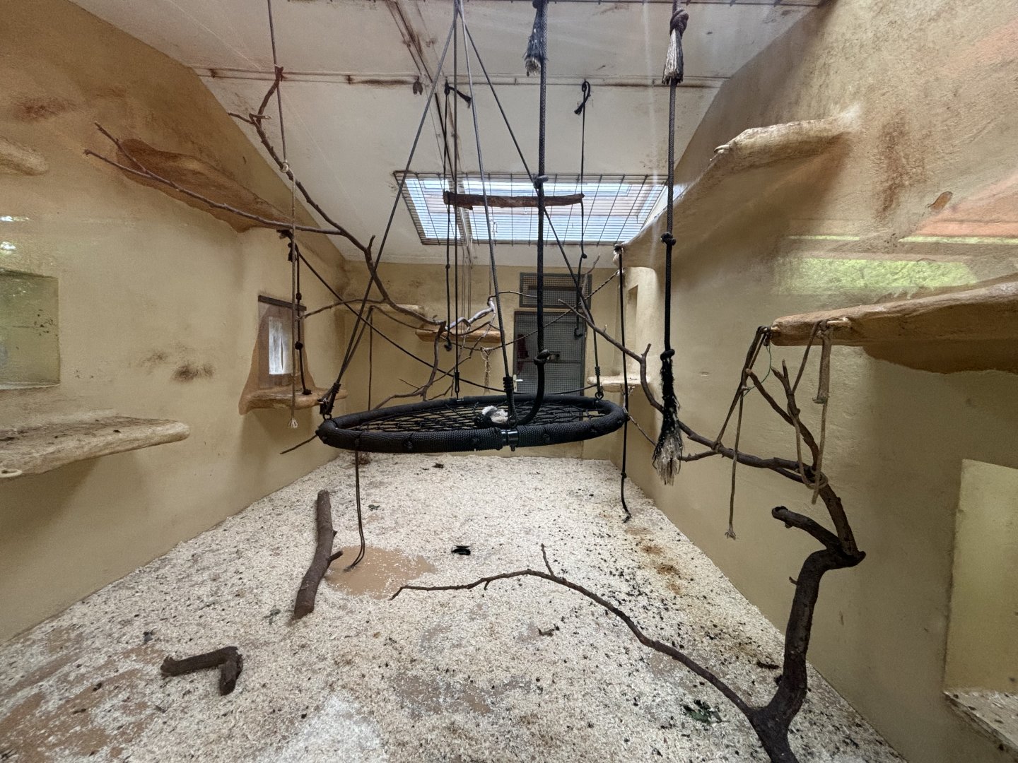 Sapajus sp. Indoor Enclosure