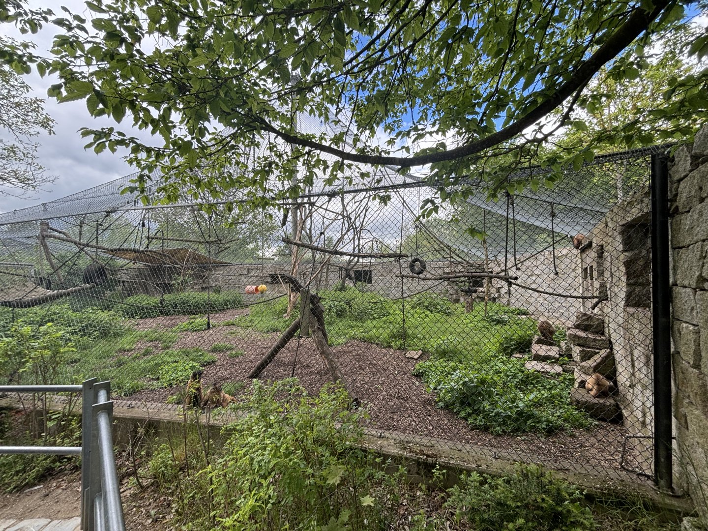 Sapajus sp. Outdoor Enclosure at Zoologischer Garten Hof