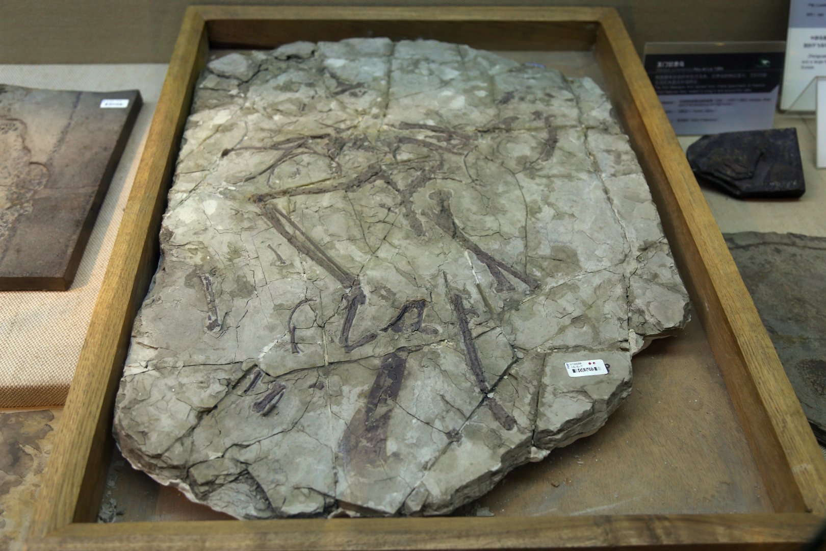 Sapeornis chaoyangensis, Holotype (IVPP V12698)