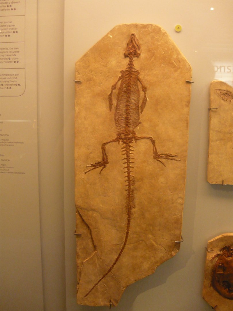 Sapheosaurus thiollierei