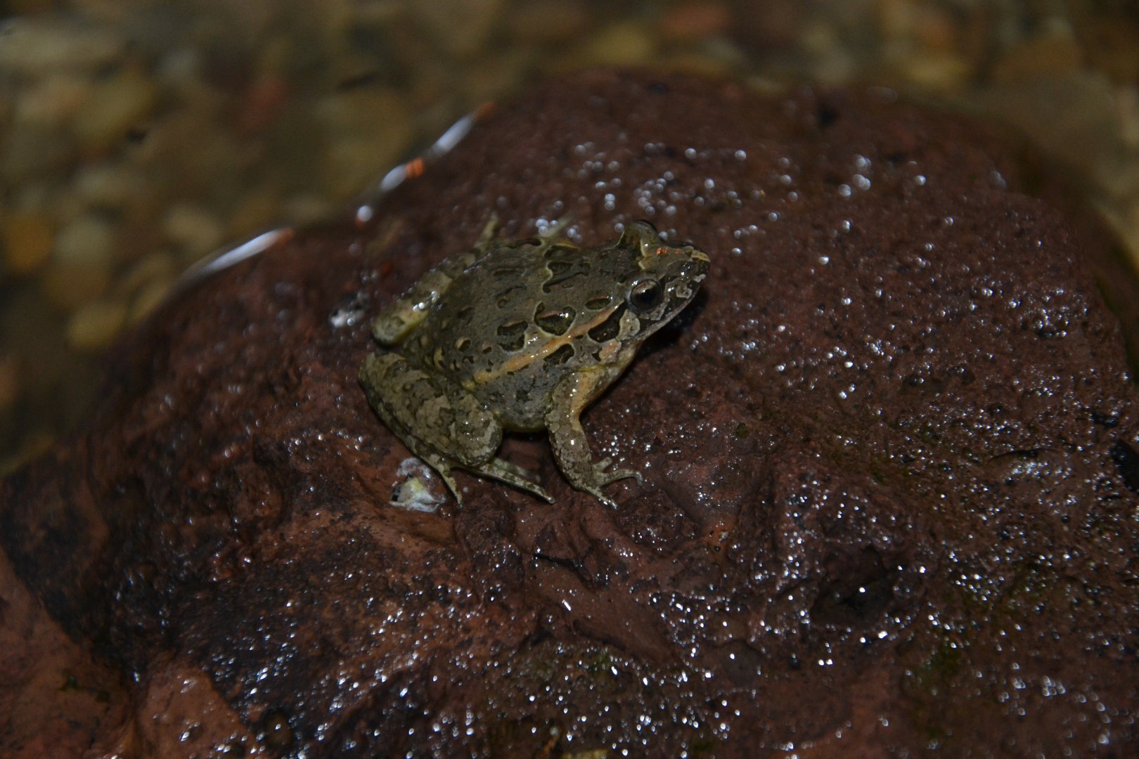 Sapillo pintojo ibérico/Iberian Painted Frog - Discoglossus galganoi