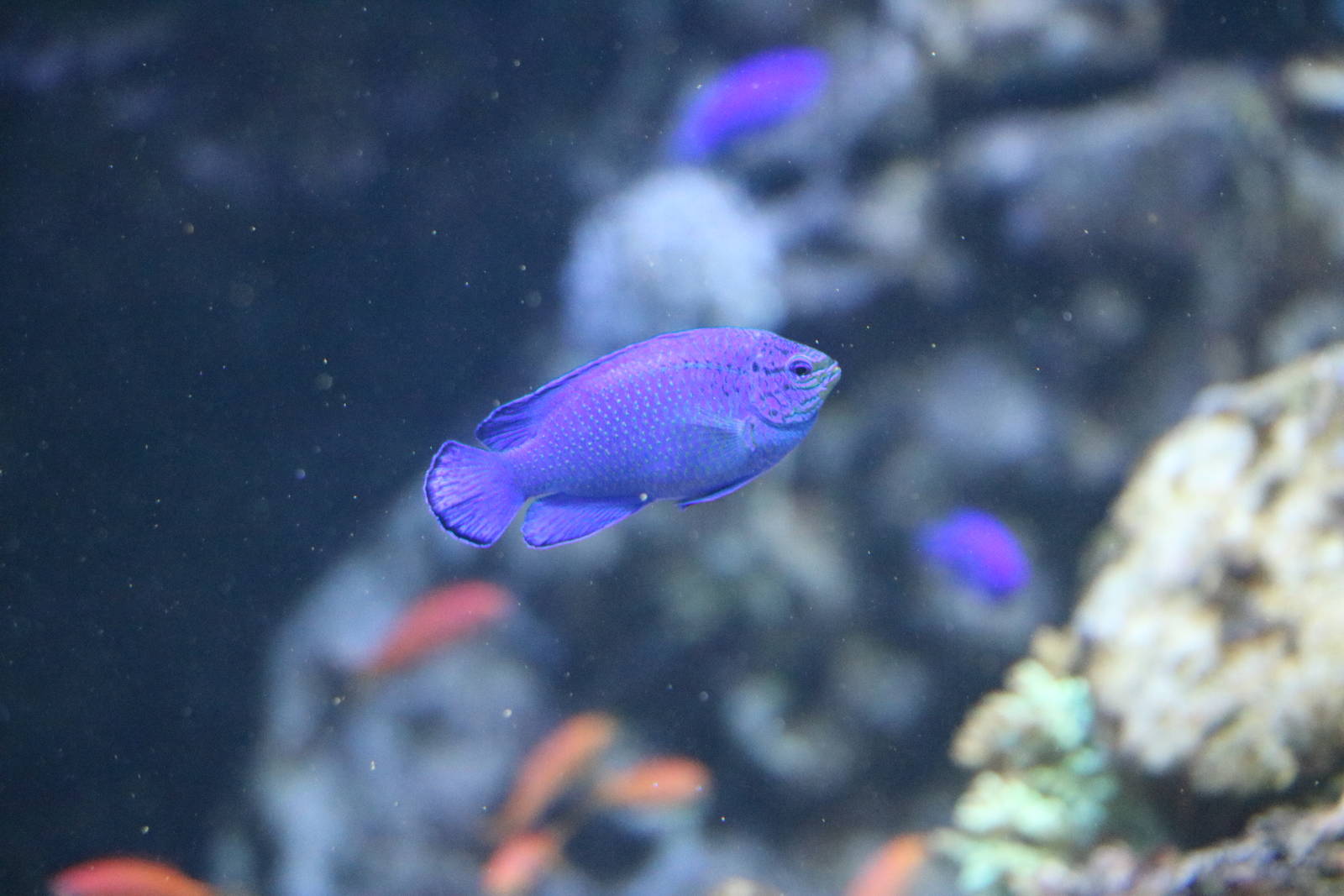 Sapphire devil - Sunshine Aquarium Tokyo, February 2016