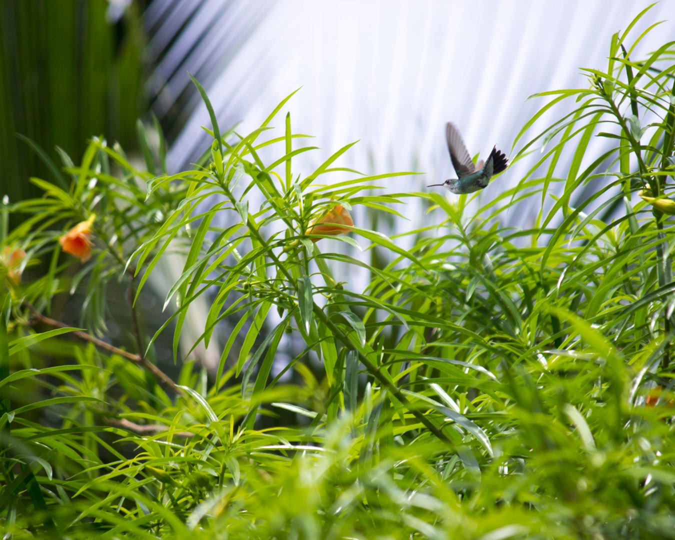 Sapphire-throated hummingbird, Lepidopyga coeruleogularis