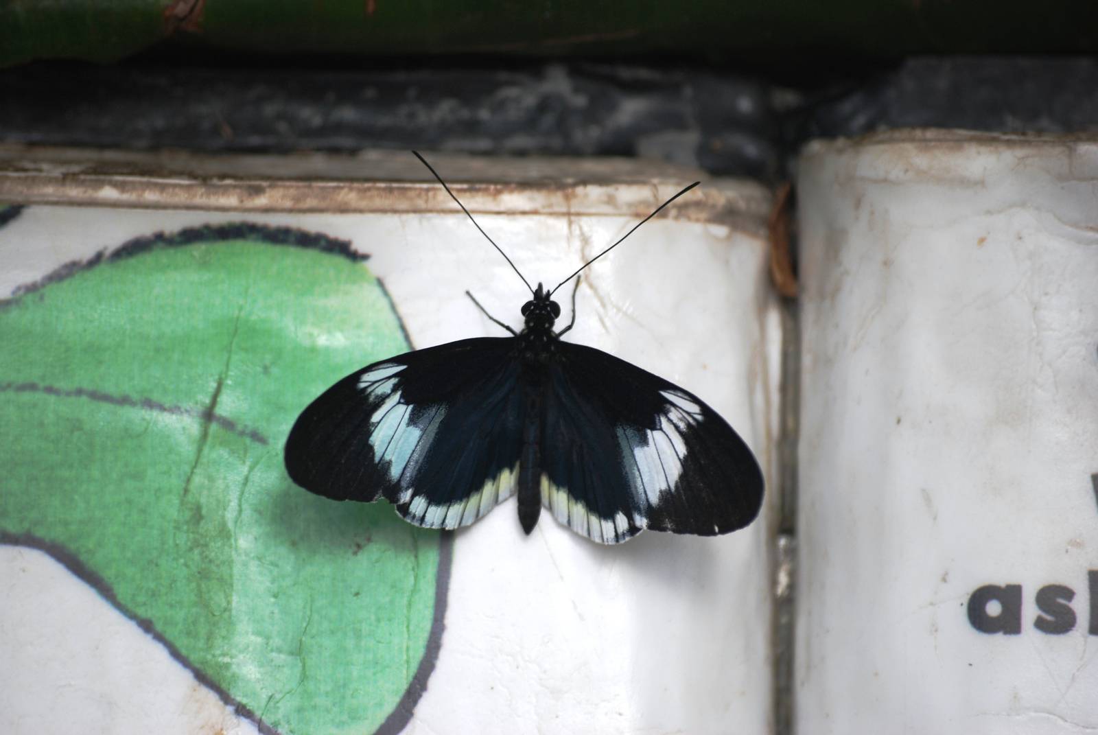 Sara Longwing at Chester, 15/07/12