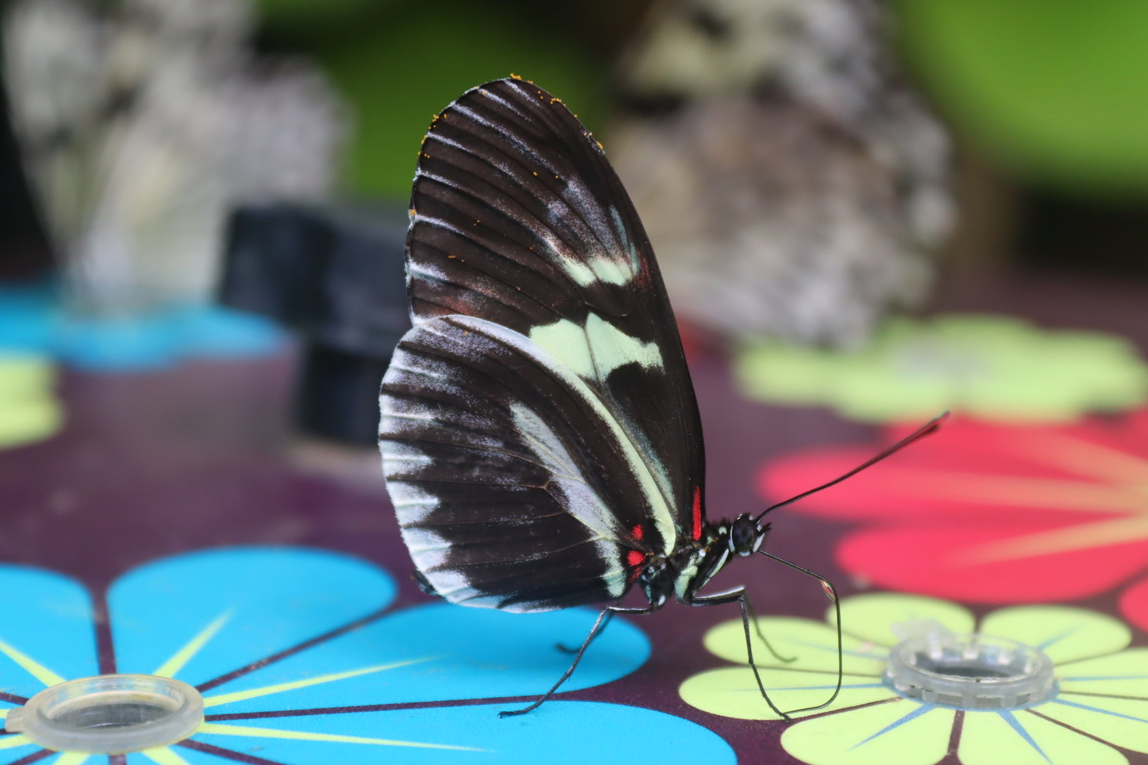 Sara Longwing Butterfly