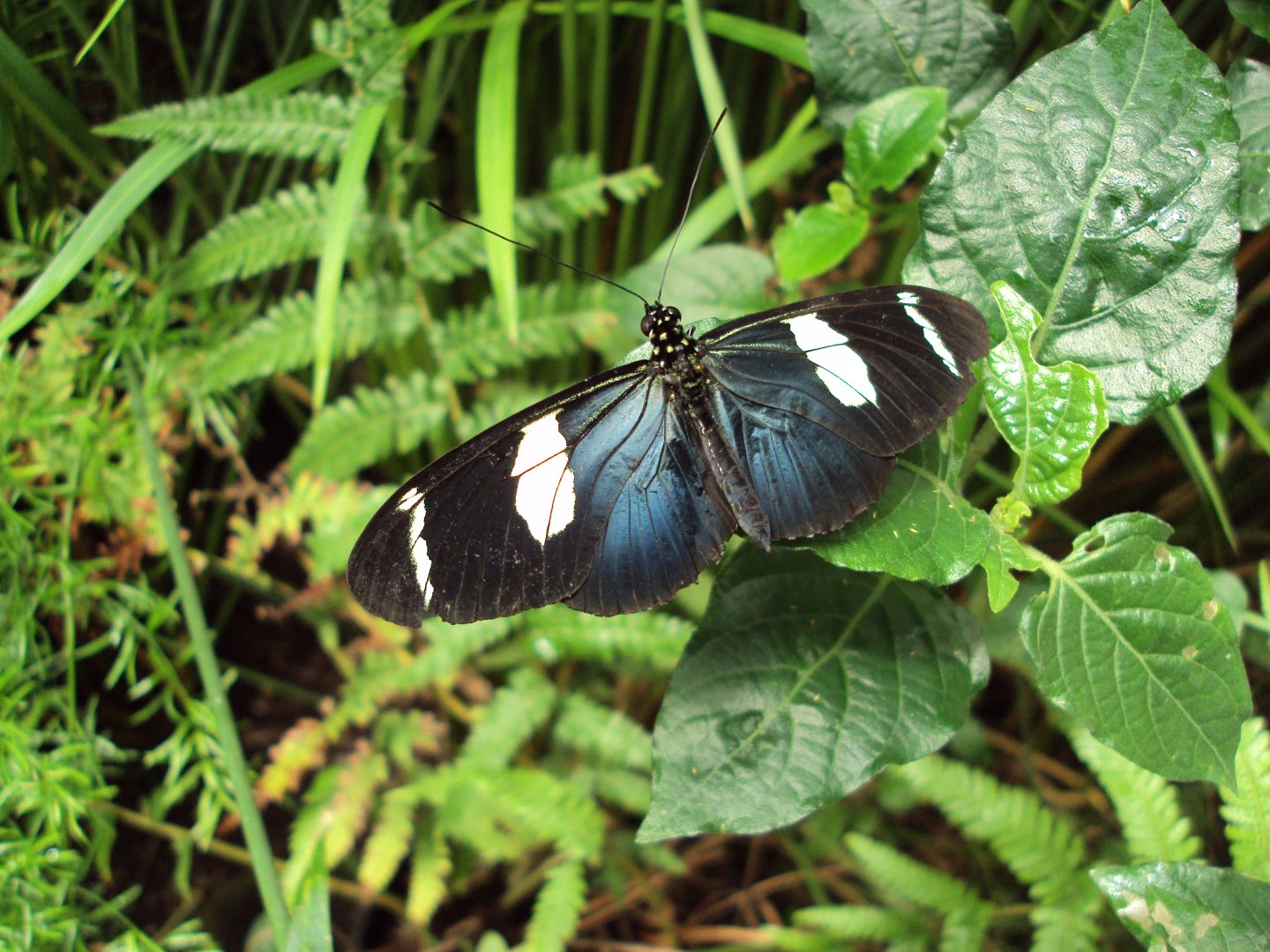 Sara Longwing (Heliconius sara) 28/05/2019