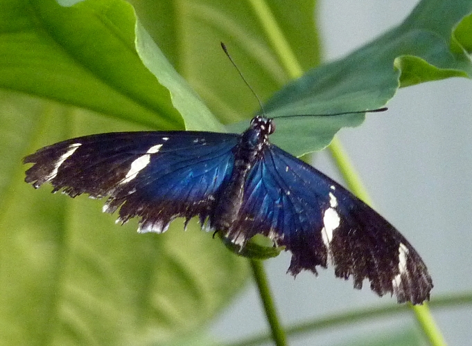 Sara longwing (Heliconius sara)