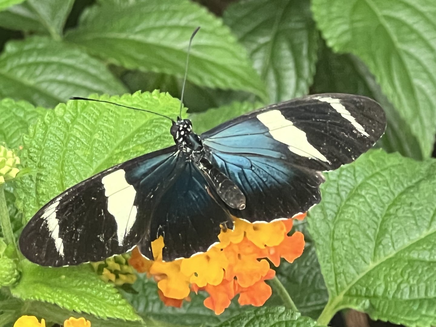 Sara Longwing (Heliconius sara)
