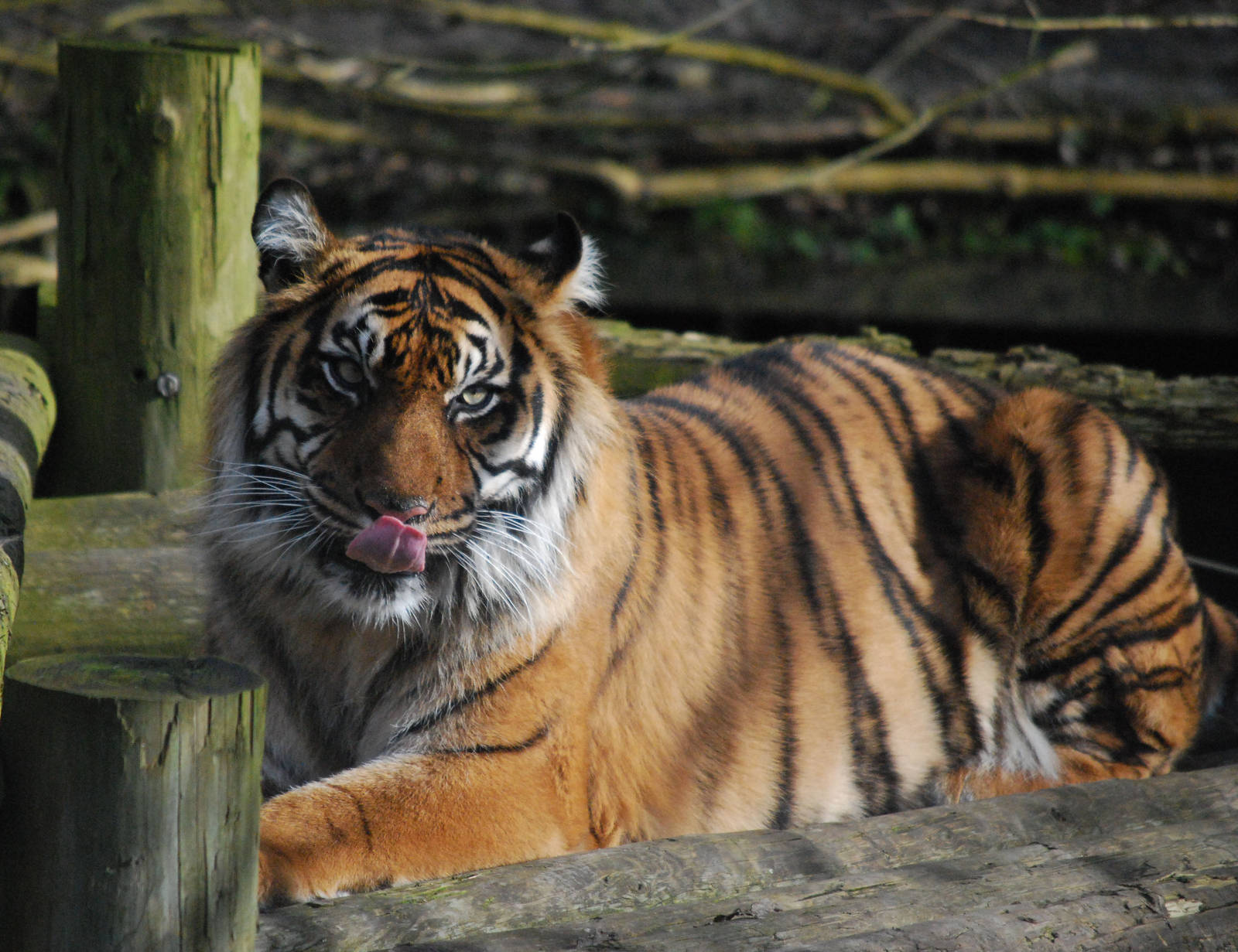 SARAH AGAIN, AGIAN, AGIAN