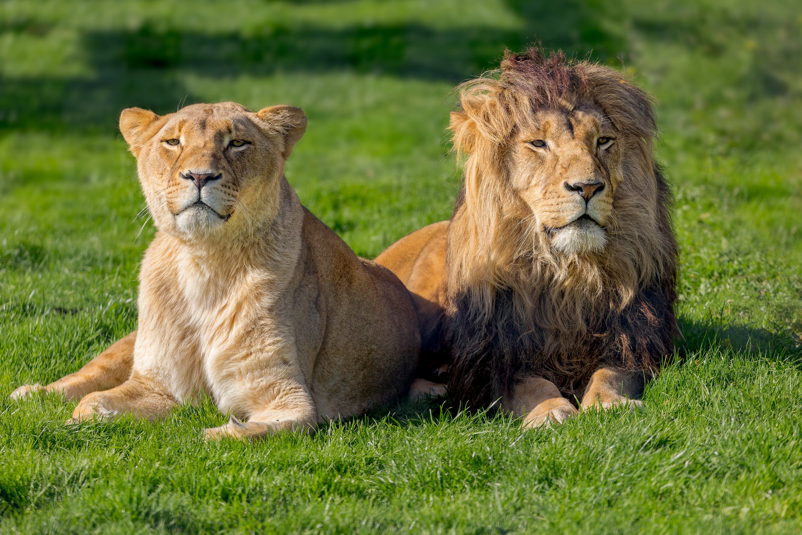 Sarah and Benjamin - African Lion / Wolds Wildlife Park / 6-10-22