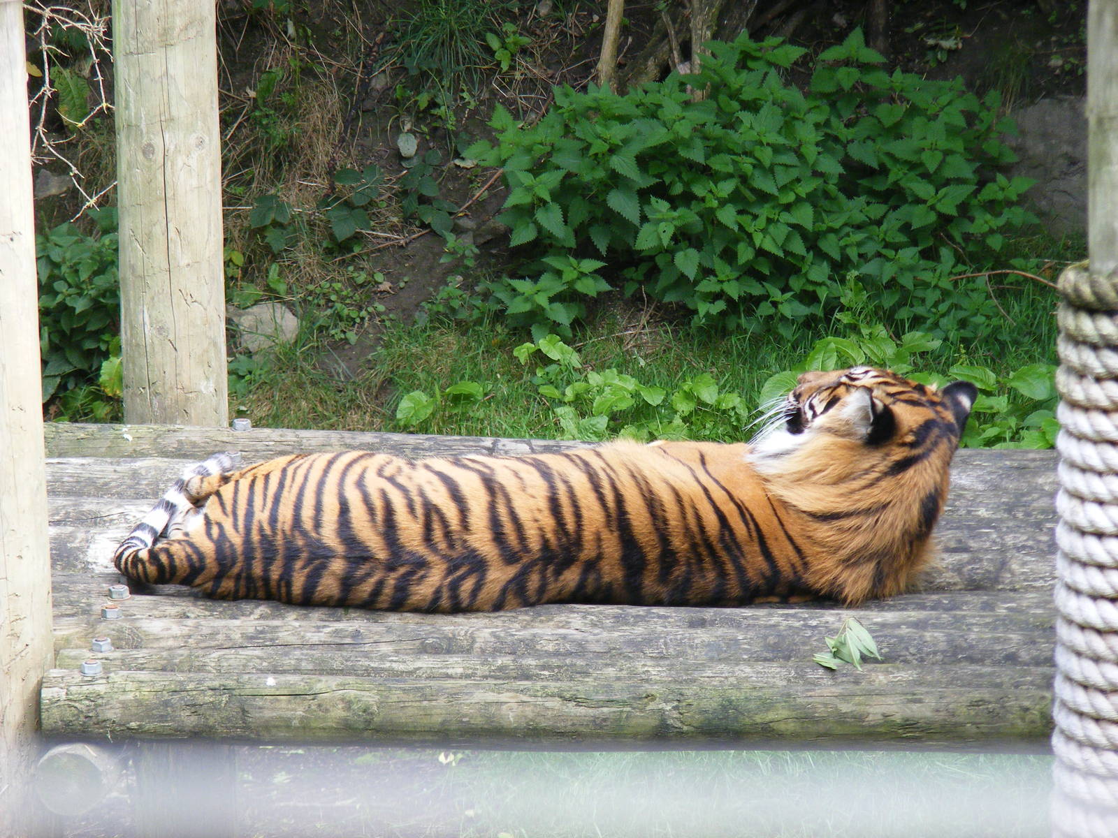 Sarah the Sumatran tiger at Dudley Zoo, 28 August 2010