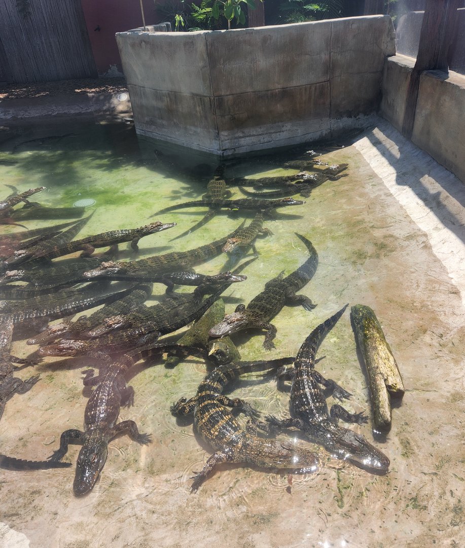 Sarasota Jungle Gardens (2023) - American Alligators