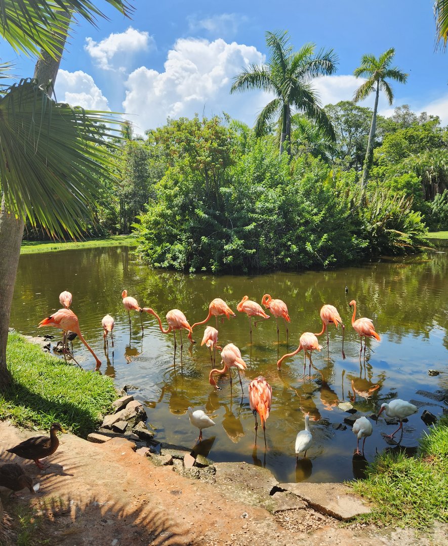 Sarasota Jungle Gardens (2023) - American Flamingoes