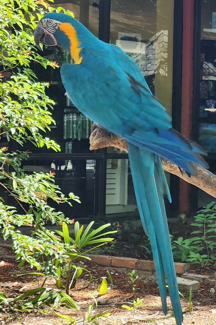 Sarasota Jungle Gardens (2023) - Blue-throated Macaw